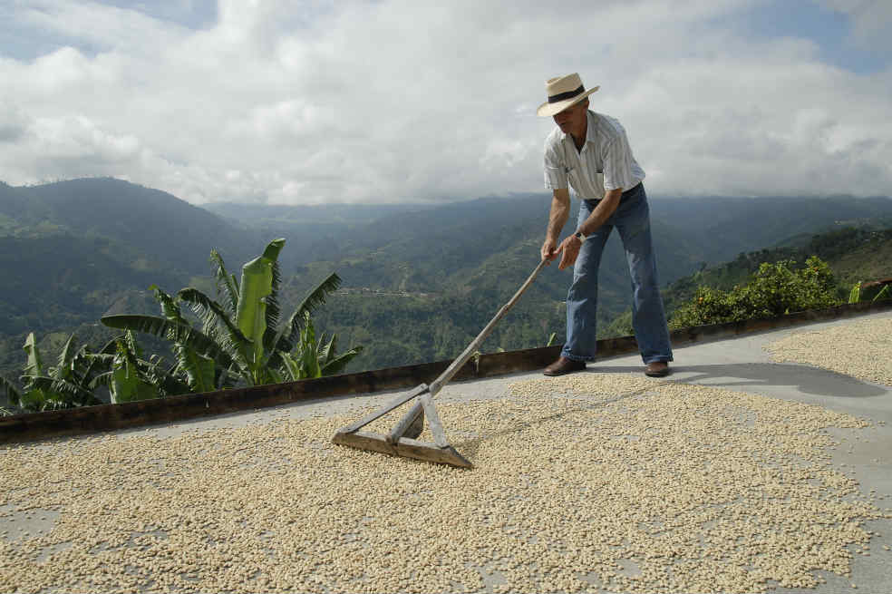 Secado del café
